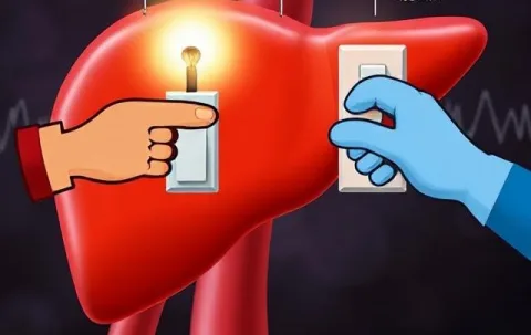 تصویر مفهومی از فعال و غیرفعال شدن گلوکونئوژنز